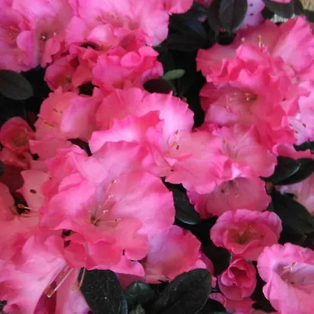 Ai Pellegrini 3* Villa Santina